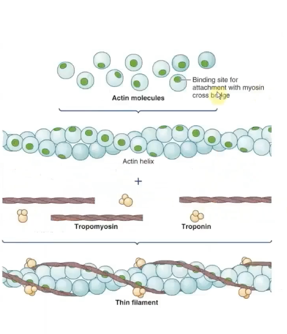 <p>-Threadlike proteins that lie end to end alongside the groove of actin spiral</p><p>blocks the ability of crossbridges. in relaxed muscle.</p><p>regulatory system.</p><p></p>