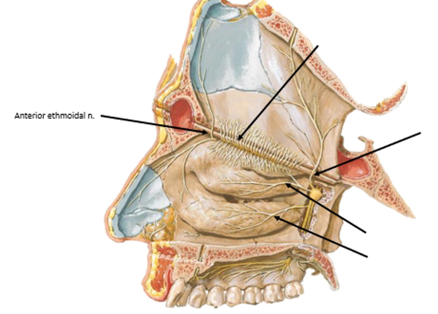 <p>anterior/posterior ethmoidal nerves</p><p>Branched from ophthalmic nerve (V1)</p>