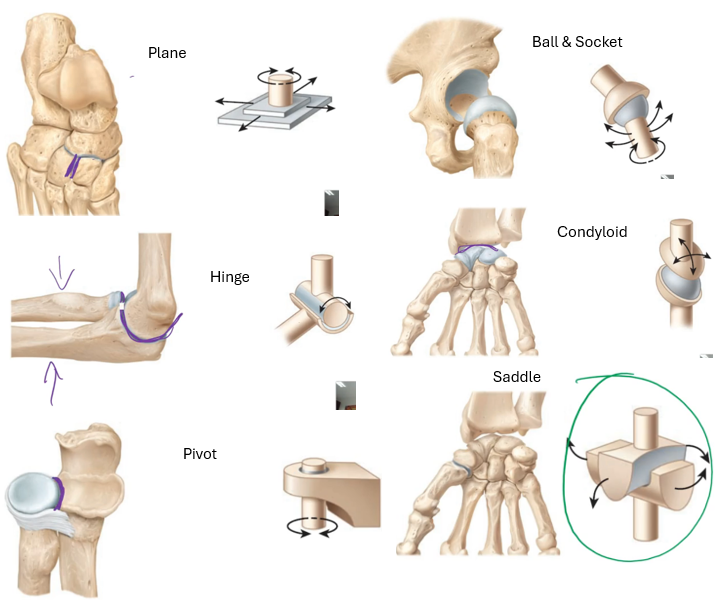 <ul><li><p><strong>DO have a joint cavity</strong> and are the <strong>most movable</strong> type of joint. They contain several common features that allow for this free movement </p></li><li><p>There are<strong> 6</strong> subtypes of synovial joints:</p><ul><li><p><strong>Plane</strong> (also called <strong>gliding</strong>) joint</p></li><li><p><strong>Hinge</strong> joint</p></li><li><p><strong>Pivot</strong> joint </p></li><li><p><strong>Ball and socket</strong> joint</p></li><li><p><strong>Condyloid</strong> joint</p></li><li><p><strong>Saddle</strong> joint</p></li></ul></li></ul><p></p>