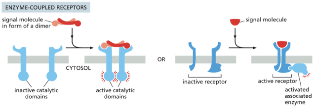 <p><span>•Spans membrane once</span></p><p><span>•Binding of signal causes <strong>dimerization</strong></span></p><p><span>•Result? <strong>Activation of kinase domains on receptor or receptor-associated enzymes</strong></span></p>