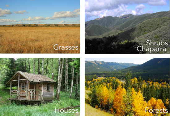 Common to California: Evergreen shrubs, Highly flammable due to leaves coated in aromatic oils. Respond to fire in different ways such as sprouters, seeders, and germination.
