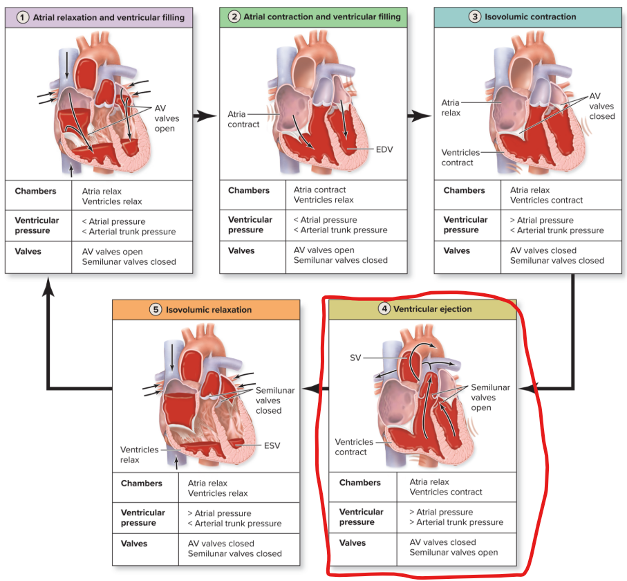<ul><li><p><strong>Ventricles </strong>continue to <strong>contract </strong>so that <strong>ventricular pressure rises above arterial pressure</strong> </p></li><li><p><strong>Semilunar valves forced open</strong> as blood moves from ventricles <strong>to arterial trunks</strong></p></li></ul><p></p><ul><li><p><strong>Stroke volume (SV)</strong></p><ul><li><p><strong>blood ejected </strong>by ventricle</p></li></ul></li><li><p><strong>End systolic volume (ESV)</strong></p><ul><li><p><strong>blood remaining</strong> in ventricle after contraction finishes</p></li></ul></li><li><p><strong>ESV = EDV − SV</strong></p></li></ul><p></p>