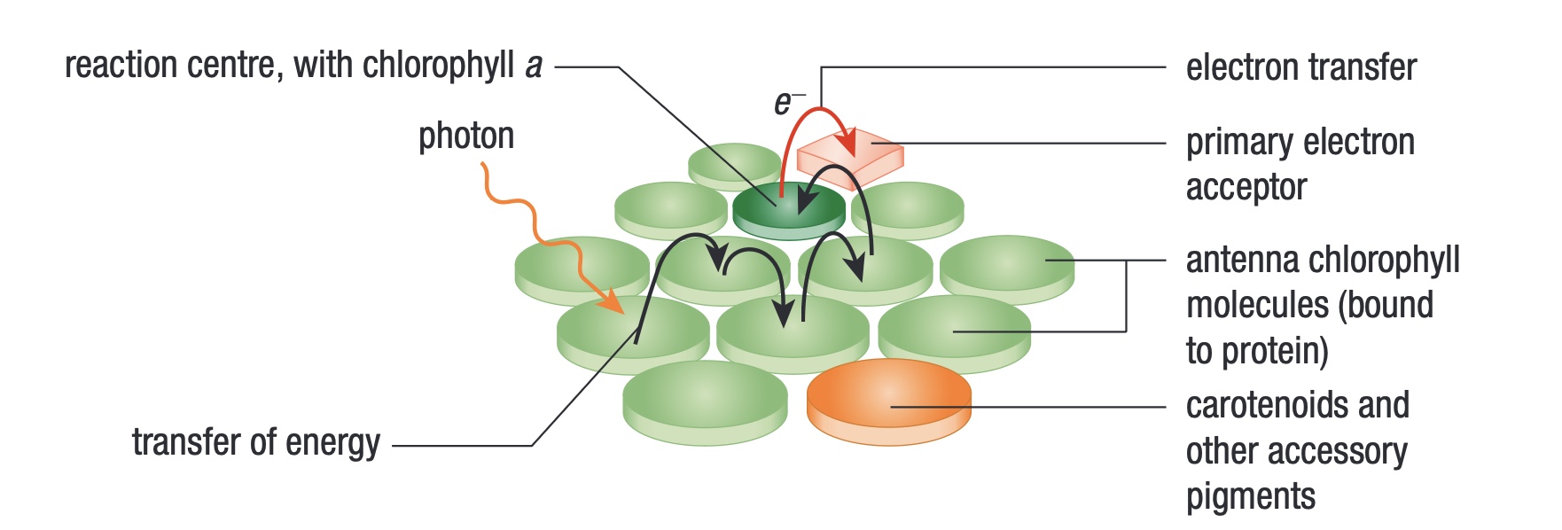 <p>Chlorophyll b + carotenoids</p>