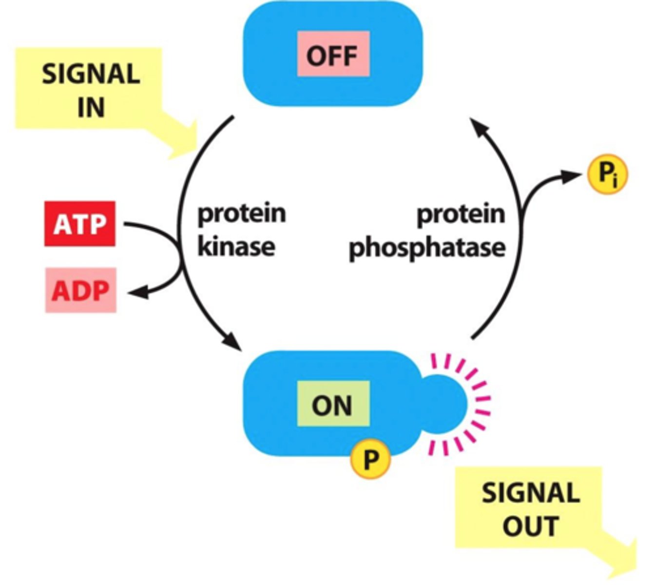 <p>An enzyme that removes phosphate groups from (dephosphorylates) proteins, often functioning to reverse the effect of a protein kinase.</p>