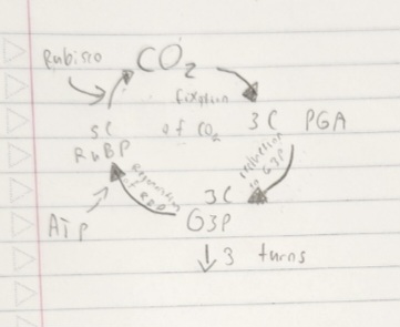 <p><strong>Which diagram is this?</strong></p>