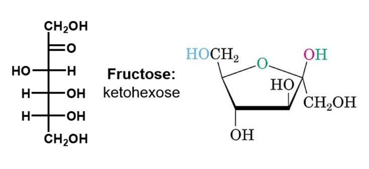 <ul><li><p>type; ketohexose</p></li><li><p>afgebeeld</p><ul><li><p>D-fructose</p></li><li><p><span>β-D-fructose</span></p></li></ul></li></ul><p></p>