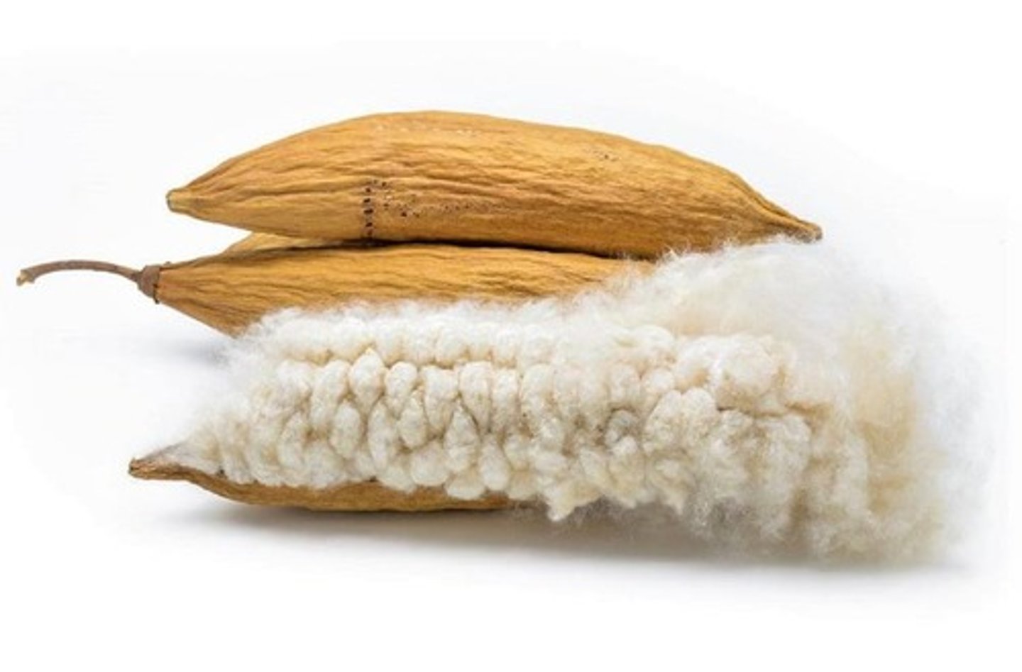 <p>derived from a seed, taken from the seed pod of the Java kapok tree.</p>