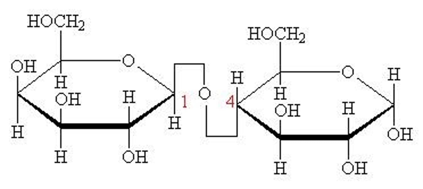 <p>β glucose + Galactose</p>
