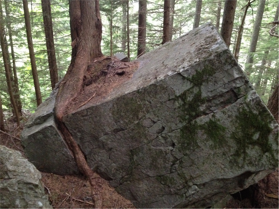 wortelgroei door een steen. een wortel groeit steeds groter en kan dan een steen uit elkaar duwen. 