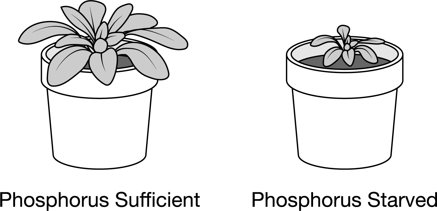 <p>Phosphorous (P) is an important nutrient for plant growth. Figure 1 shows Arabidopsis thaliana plants grown under phosphorus‐sufficient (left) and phosphorus‐starved (right) conditions for six weeks.</p><p>Figure 1. Arabidopsis thaliana plants grown for six weeks. Which of the following is the most likely reason for the difference in leaf growth?</p>