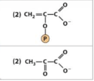 <p>phosphoenolpyruvate ←→ Pyruvate </p><p>enzyme and step</p>