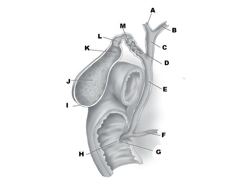 <p>E</p>