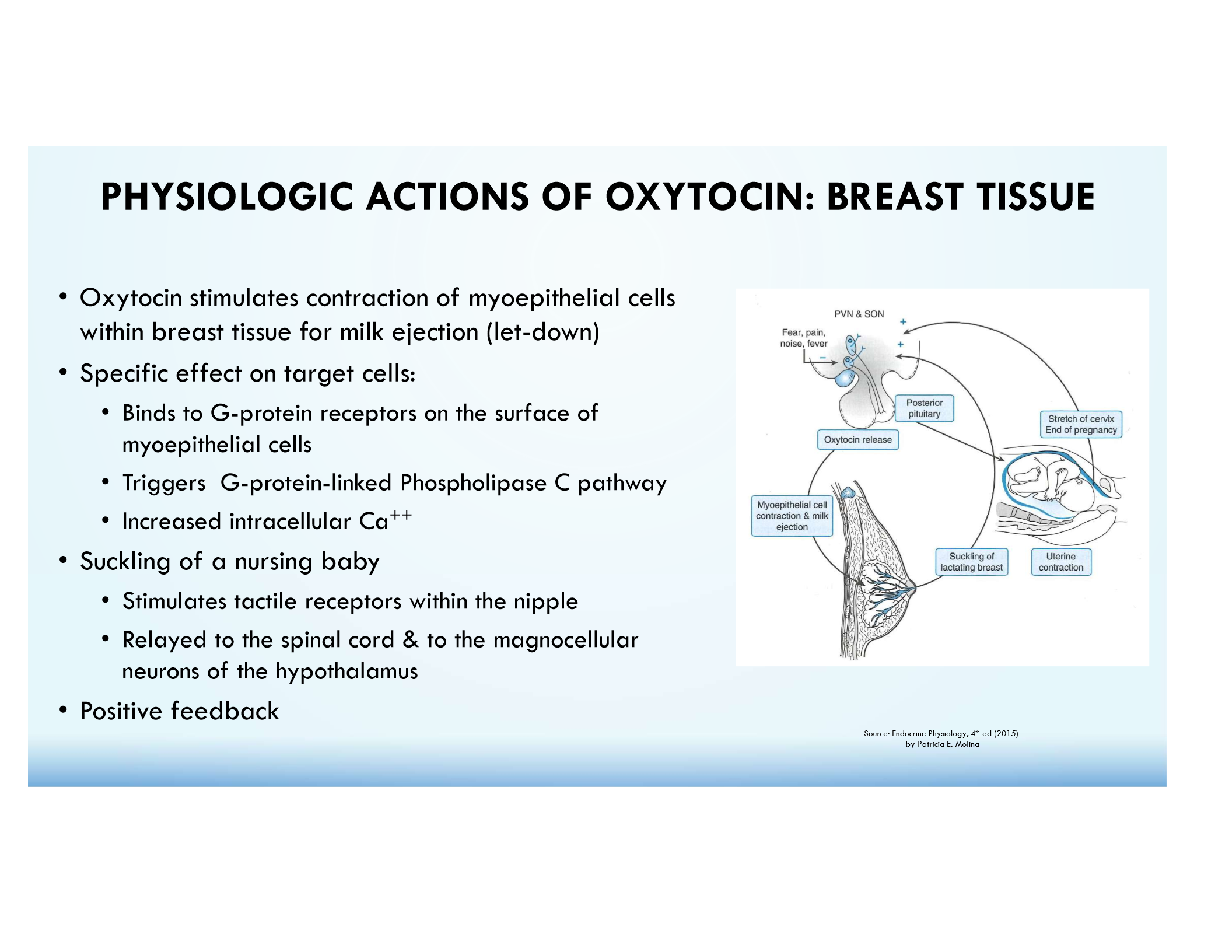 <p>Stimulates myoepithelial cell contraction in breast tissue.</p>