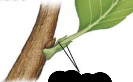 <p>Paired, often leaflike appendages at base of leaf</p>