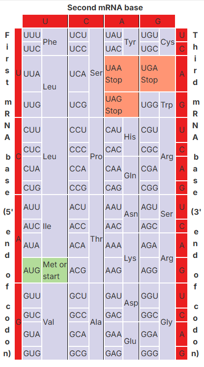 <p>What amino acid sequence will be generated based on the following mRNA codon sequence?</p><p>5'-AUG-UCU-UCG-UUA-UCC-UUG-3' </p>