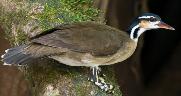 <p>What bird is this? </p>