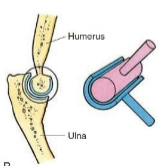 <p>Type of synovial joint. <span>Convex surface of one bone fits into the concave surface of another. Flexion/Extension. Ex. Elbow, knee, ankle. </span></p>