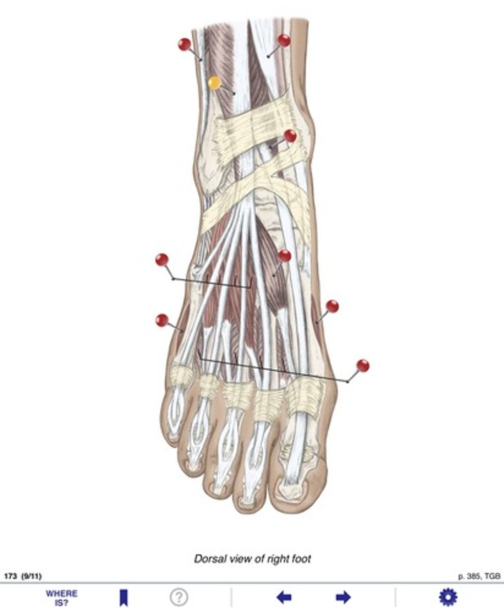 <p>Name the muscles at the yellow pin</p>