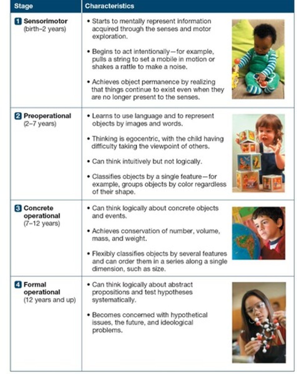 <p>1. sensorimotor</p><p>2. preoperational</p><p>3. concrete operational</p><p>4. formal operational</p>