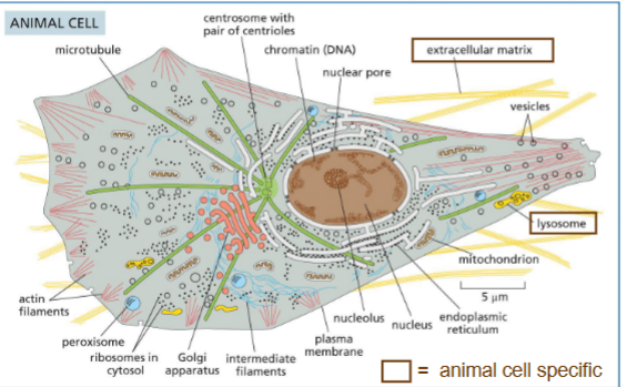 <p>Animal cell:</p><ul><li><p>Extracellular matrix</p></li><li><p>Lysosomes — degradation of cellular components</p></li></ul><p>.</p><p>Plant cell:</p><ul><li><p>Cell wall — shape and anti-stress</p></li><li><p>Vacuoles — degradation (like lysosome) and storage</p></li><li><p>Chloroplast — photosynthesis</p></li></ul><p></p>