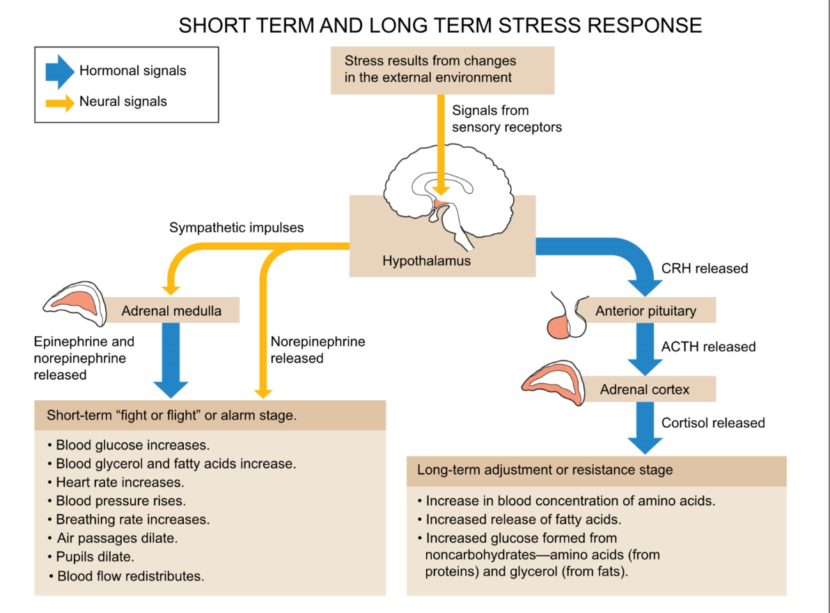 <ul><li><p>stress from external environment change </p></li><li><p>signals from sensory receptors → hypothalamus </p></li><li><p>→ </p></li></ul><p></p><ul><li><p>short term stress (fight or flight/ alarm stage) </p><ul><li><p>blood glucose increase</p></li><li><p>blood glycerol and fatty acids increase </p></li><li><p>HR and BP increase </p></li><li><p>air passage dilate</p></li><li><p>pupils dilate</p></li><li><p>blood flow redistribution </p></li></ul></li></ul><p></p><ul><li><p>long term</p><ul><li><p>increase in blood concentration of amino acids</p></li><li><p>increased release of fatty acids</p></li><li><p>increased glucose formed from noncarbohydrates → amino acids (from protein) and glycerol (from fats) </p></li></ul></li></ul><p></p>