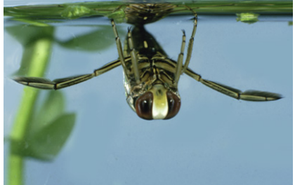 <p>Class 5 – Air Breathing</p>