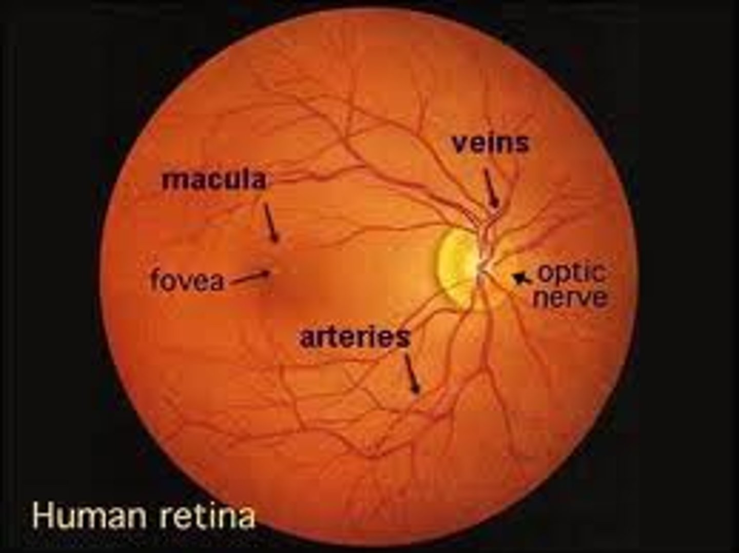 <p>back of the eye, photosensitive because it retains receptor cells, visual information is transduced to the brain</p>