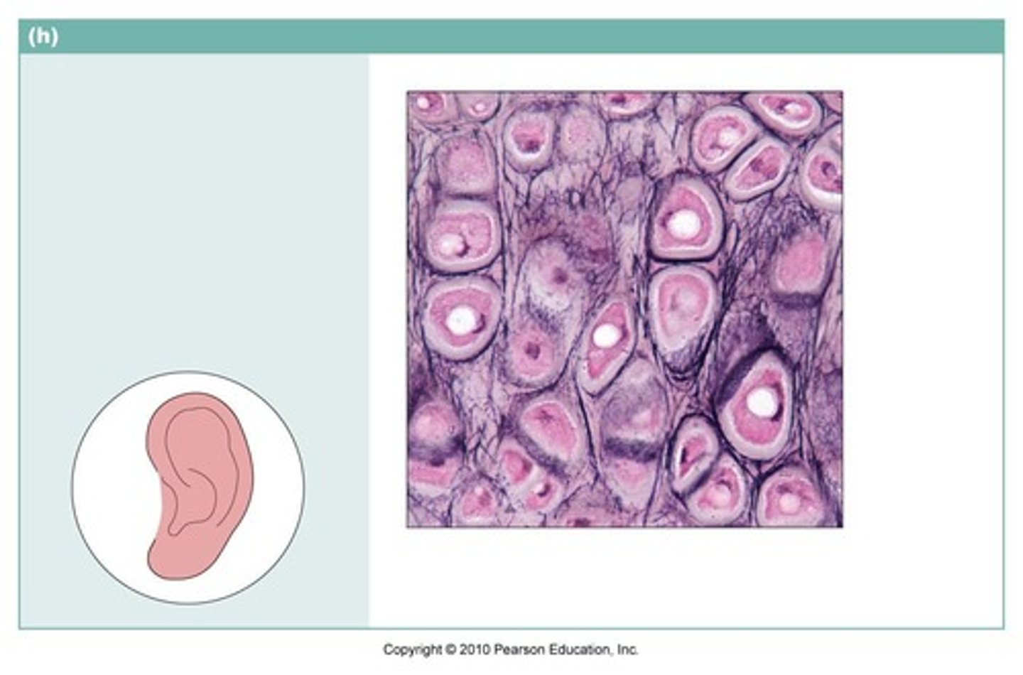 <p>supports the external ear (pinna); epiglottis</p>