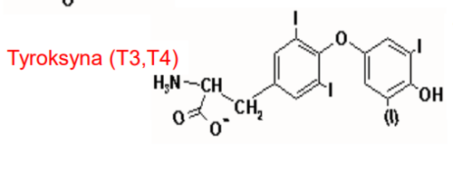 wolny aminokwas, hormon tarczycy