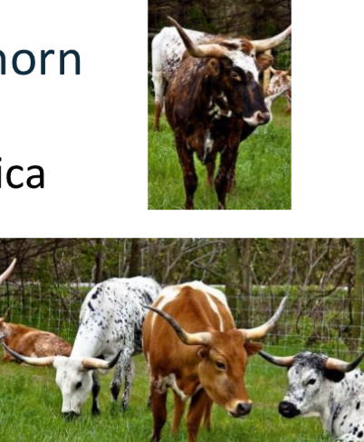 <p>BEEF CATTLE BREEDS: what is the breed, origin, size, horns, and their traits?</p>