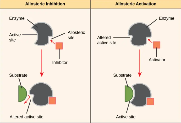 <p>regulatory molecules bind to an allosteric site which either increases enzyme activity(activator) or decreases enzyme acitivity(inhibitor)</p><p>a form of noncompetitive control</p><p>most noncompetitive inhibitors function through allosteric regulation, but allosteric regulation is a broader category that also includes unique enzymes that have multiple active sites that are regulated allosterically. Allosteric regulation also includes activators</p>