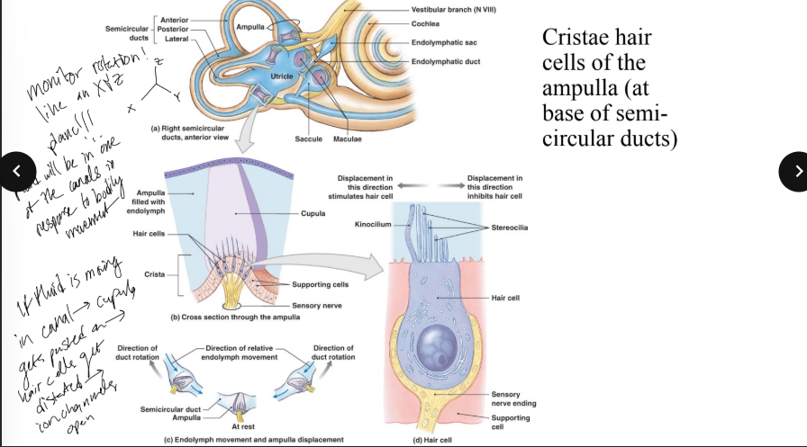 <p>the semicircular ducts monitor rotation kinda like an ____ plane in mathematics </p>