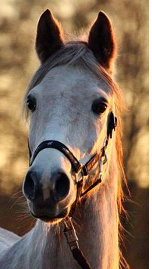 <p>Mentation of this horse? </p>