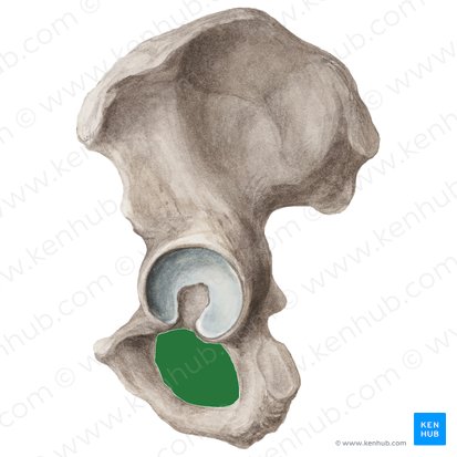 <p>Origin: obturator externus (margins of foramen and obturator membrane) &amp; obturator internus (pelvic surface of obturator membrane and surrounding bones)</p>