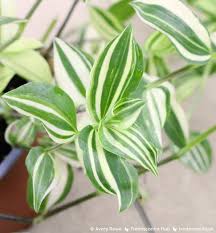 <p>variegata</p>