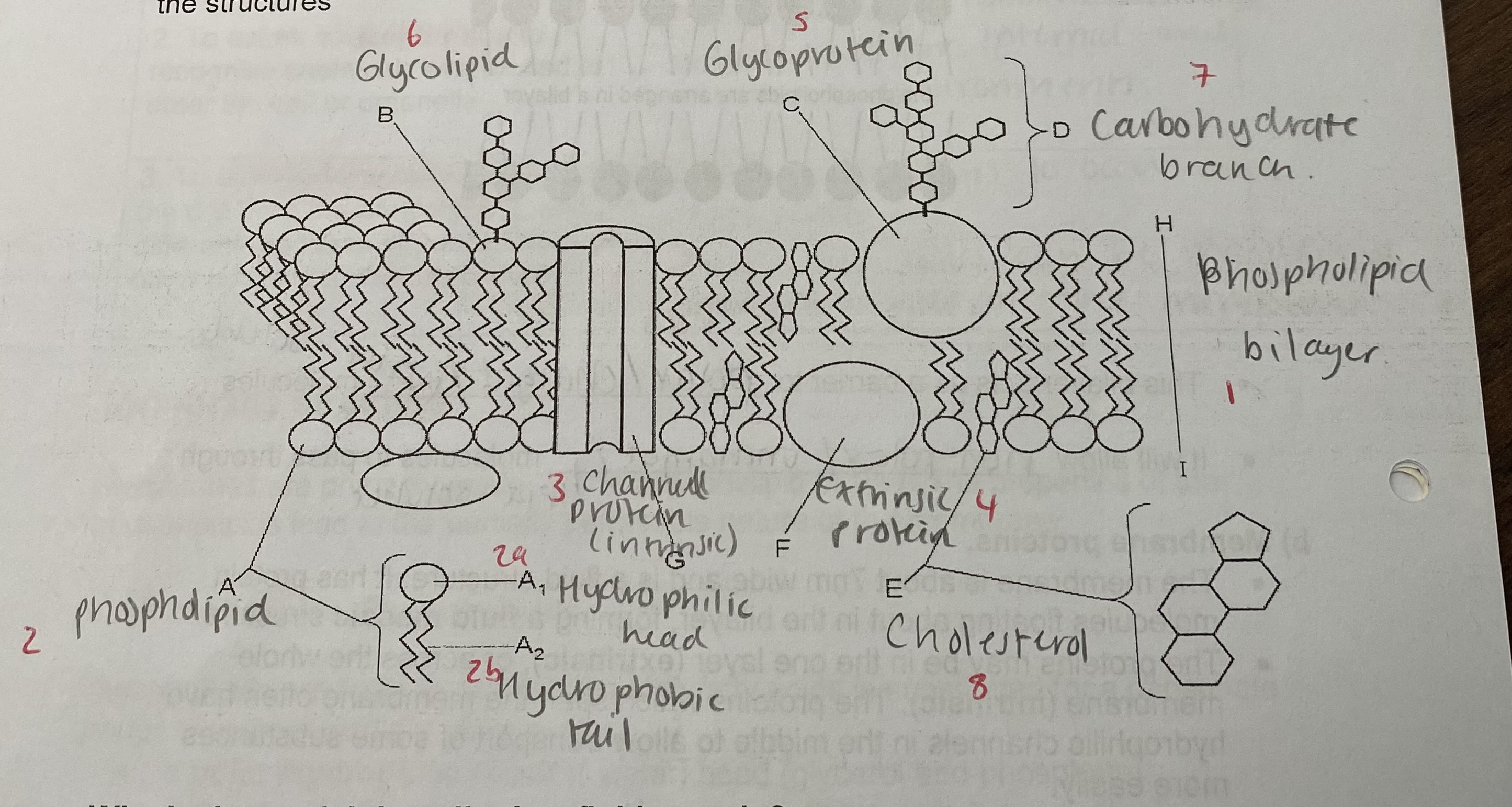 <ol><li><p>phospholipid bilayer</p></li><li><p>phospholipid (hydrophilic head + hydrophobic tail)</p></li><li><p>channel protein (intrinsic)</p></li><li><p>extrinsic protein</p></li><li><p>glycoprotein</p></li><li><p>glycolipid</p></li><li><p>carbohydrate branch</p></li><li><p>cholesterol</p></li></ol><p></p>