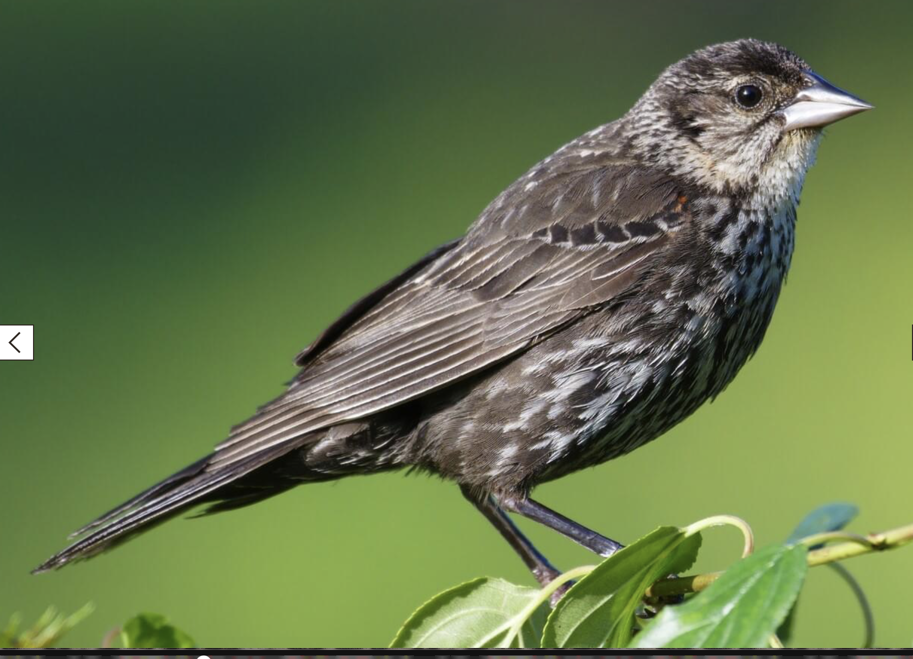 <p>Red-Winged Blackbird </p><p>(black bird, black eyes and beak, red on wing, may have some brown on feathers) </p>
