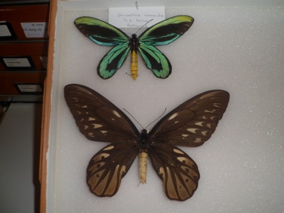 Tracing Insect History from land into the sky. Why were butterflies so big a while ago? Why don’t we have insects this big today?

(Queen Alexandria Bird Wing Butterfly – Papa New Guinea

Giant Weta – New Zealand)