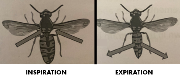 <p>they ventilate by <strong>rhythmic movements of the abdomen.</strong></p><p><strong><em><u>Inspiration:</u></em></strong></p><p>-muscles<strong> relax</strong>, causing the <strong>thorax and abdomen to expand</strong>. </p><p>-<strong>elastic recoil</strong> of the body helps return the thorax and abdomen to their original shape</p><p>-this <strong>increases </strong>the volume of the insect’s body</p><p>-this <strong>decreases pressure <u>below</u> <u>atmospheric pressure</u></strong> so air is forced <strong>into </strong>the spiracles down the pressure gradient. </p><p><strong><em><u>Expiration:</u></em></strong></p><p>-muscles <strong>contract</strong>, pushing the <u>abdomen</u> <strong>down and in</strong></p><p>-this <strong>flattens</strong> the body</p><p>-this <strong>decreases </strong>the volume of the insect’s body</p><p><strong>-</strong>this <strong>increases pressure <u>above</u> <u>atmospheric pressure</u></strong> <span>so air is forced </span><strong>out </strong><span>through the spiracles down the pressure gradient. </span></p>