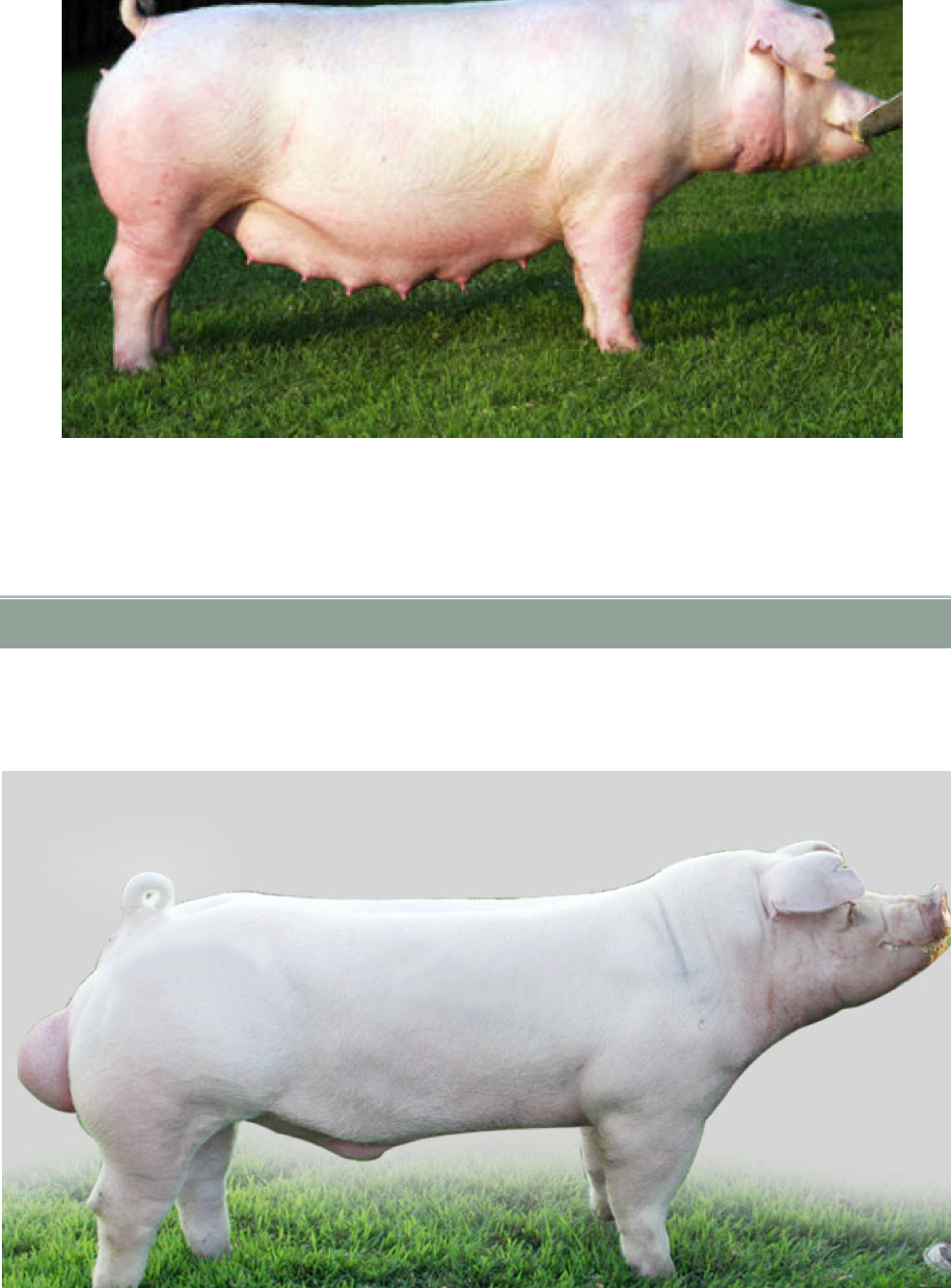 <p>What breed ?</p>