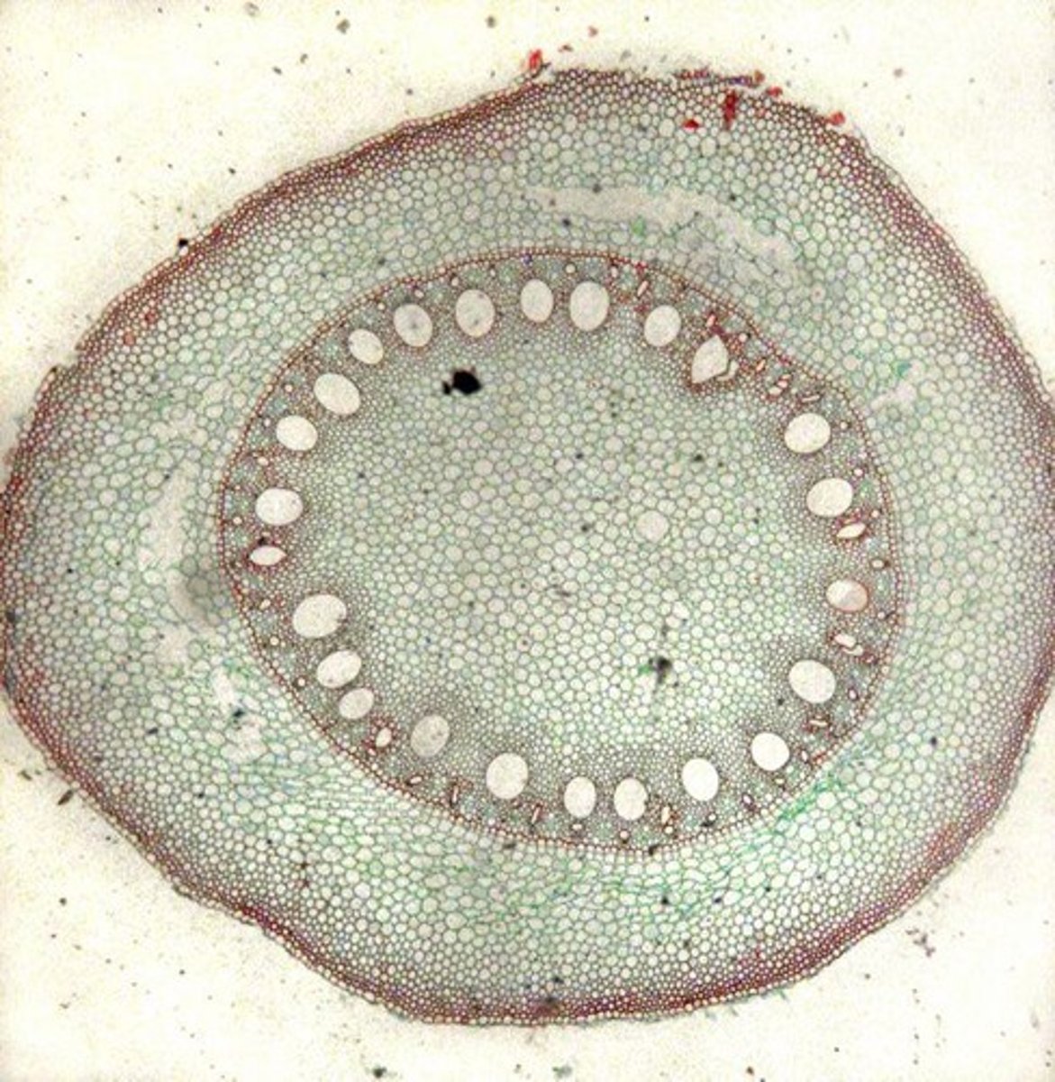 <p>Tracheids and vessel elements.</p>