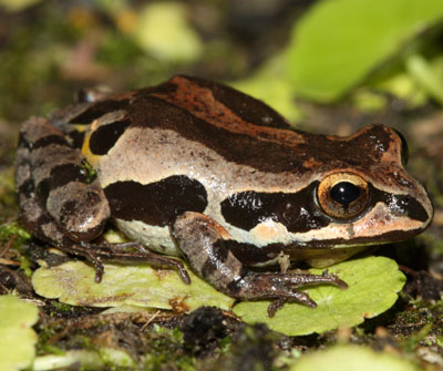 <p>stout-bodied frog, green, brown, and gray morphs; prominent dark markings on sides; dark mask</p>