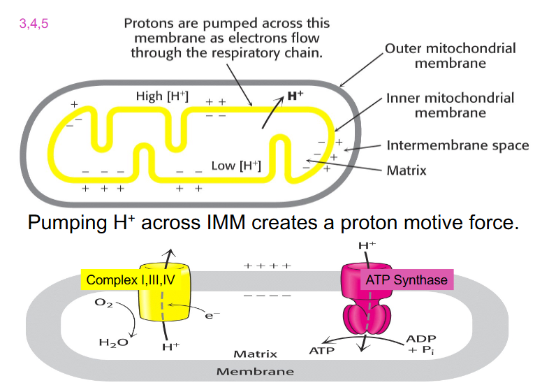 <p>Pumping H+ across IMM creates a proton motive force</p>