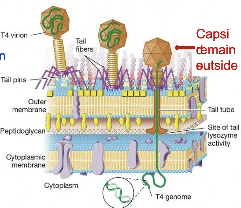 <p>= injection of genome</p><ul><li><p>tail tube is injected down</p></li><li><p>Lysozyme is released - degraded peptidoglycan</p></li><li><p>DNA is injected</p></li></ul><p></p>