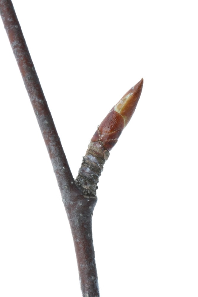 <ul><li><p>cool, moist sites</p></li><li><p>alt branch</p></li><li><p>leaves: ovate, serrated</p></li><li><p>bark: horz lenticels, bronze, platey, wintergreen smell, turns grey w age</p></li><li><p>twigs: green / brown</p></li><li><p>buds: red / brown w green scales</p></li><li><p>repro: catkin</p></li></ul>