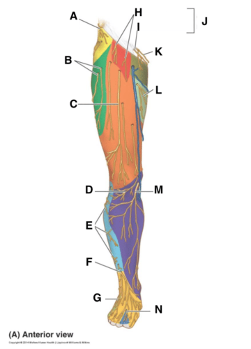 <p>L</p>