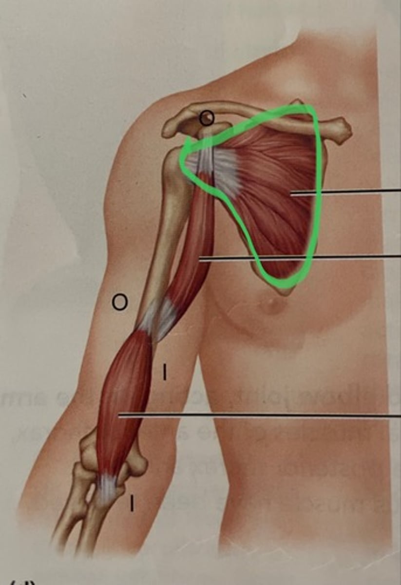 <p>O: subscapular fossa of scapula</p><p>I: lesser tubercle of humerus</p><p>A: stabilizes humerus; rotate shoulder medially</p>