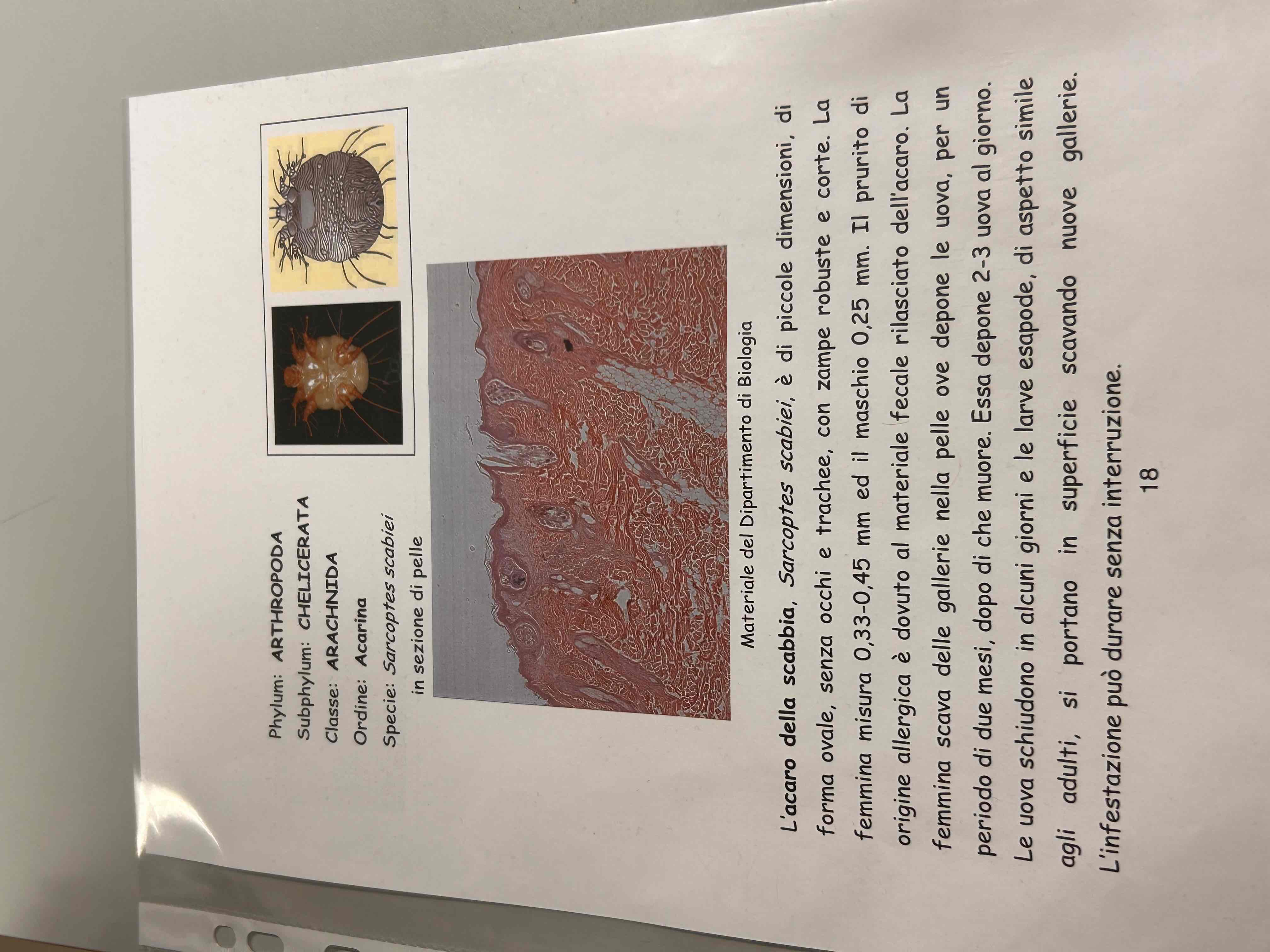 <p>Chelicerati</p><p>Aracnidi</p><p>Sarcoptes scabiei</p>