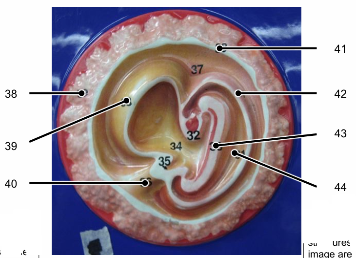 <p>Identify the structures of a ~20 day embryo labelled 38-44</p>