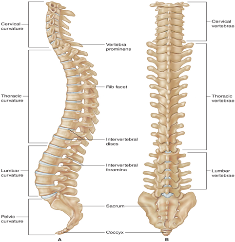 <ul><li><p>The most massive and sturdy of the vertebrae because they support much of the weight of the body.</p></li><li><p>When they are charted, you use the abbreviations L1 to L5.</p></li></ul><p></p>